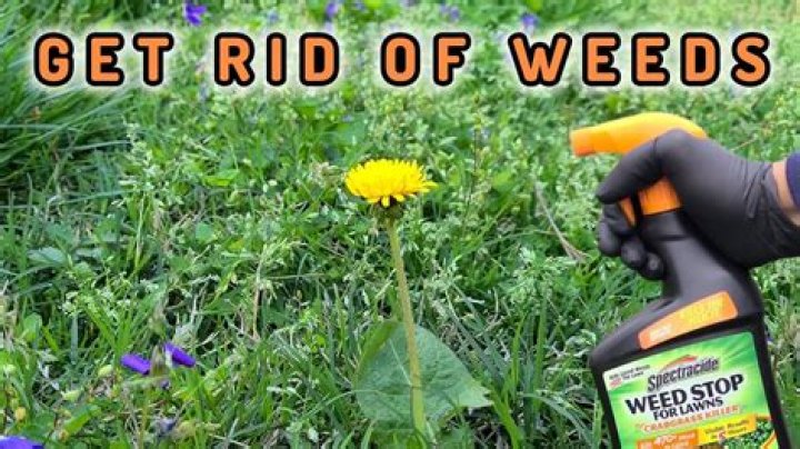 What is the green stuff sprayed on the side of the highway?