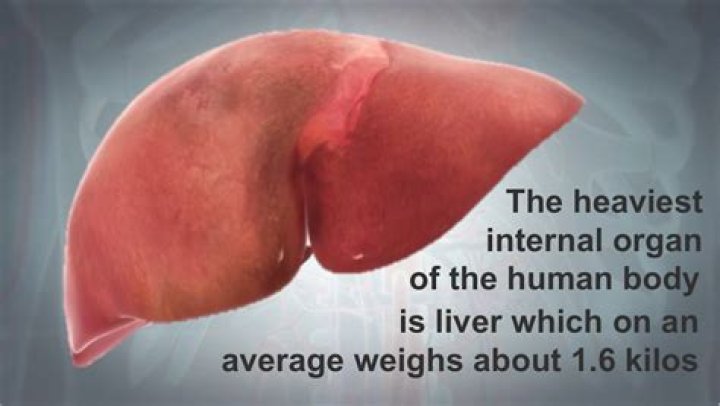 What is the heaviest human organ?
