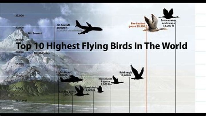 What is the highest a glider has flown?