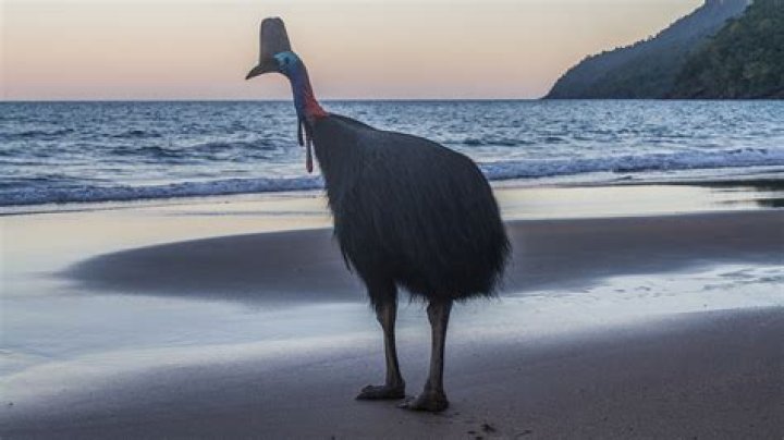 What is the largest bird in Hawaii?