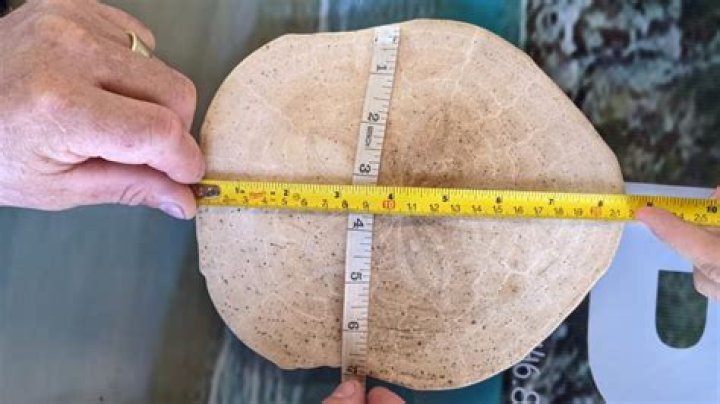 What is the largest sand dollar ever found?