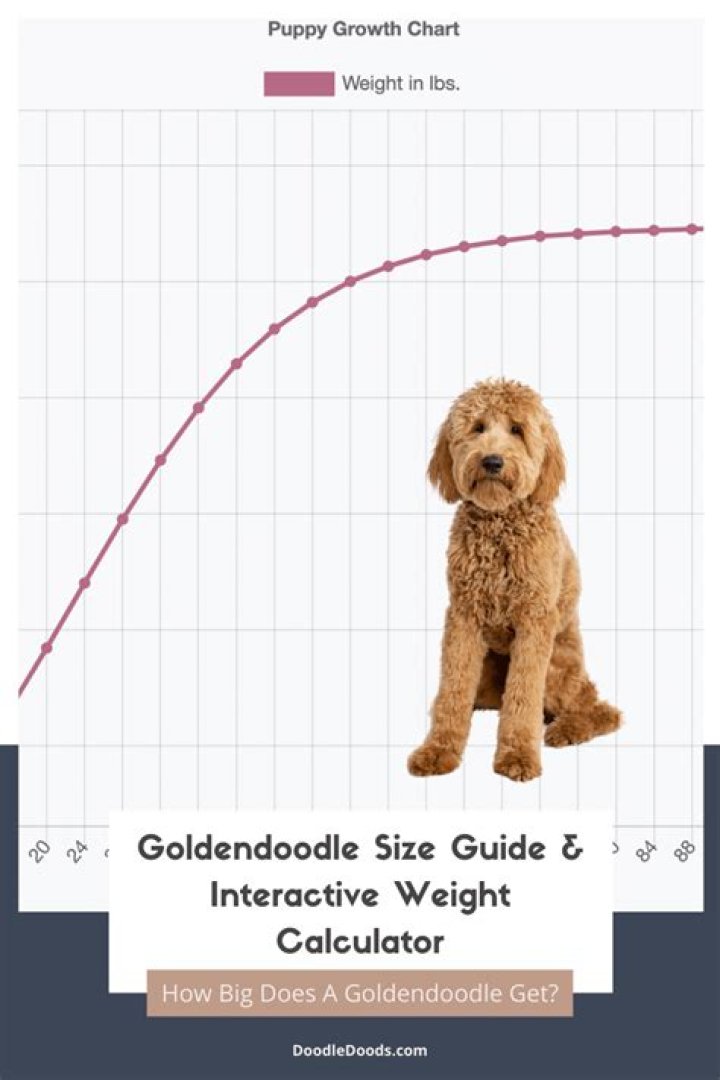 What is the lifespan of a mini Labradoodle?