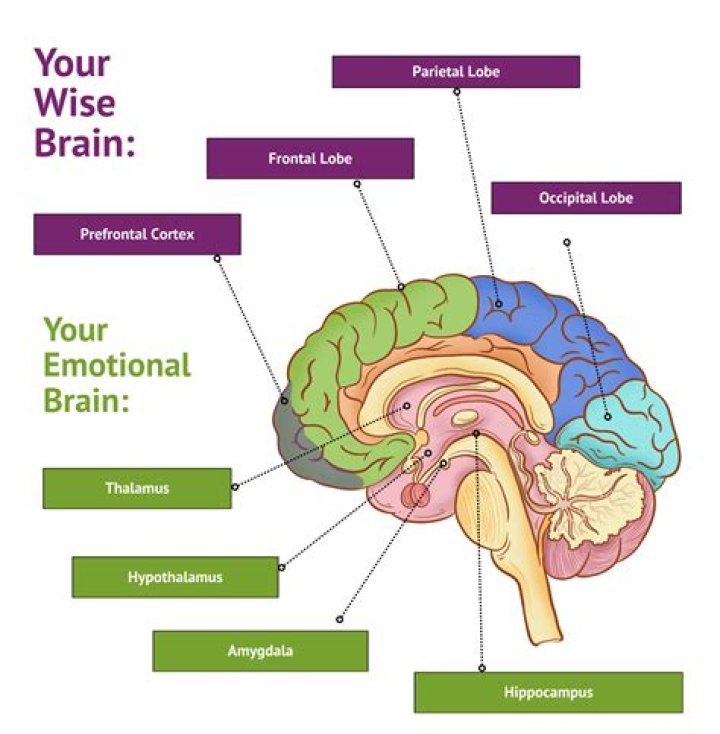 What is the limbic brain responsible for?