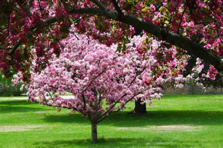 What is the most beautiful small tree?
