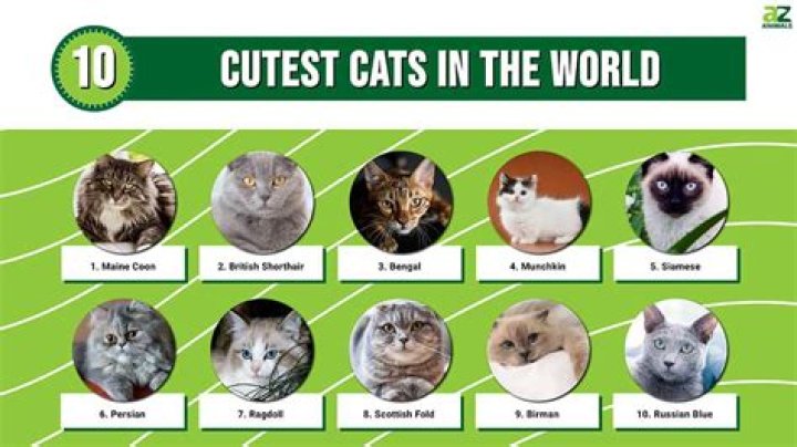 What is the most cutest cat in the world?