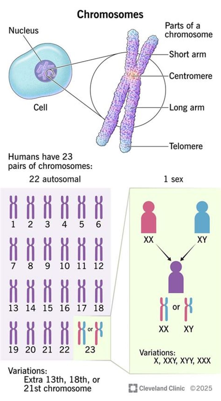 What is the name of the process when one segment of a chromosome moves into the other chromosome and at the same time maintains or inverts its orientation?