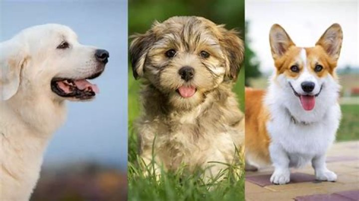 What is the oldest breed of dogs?