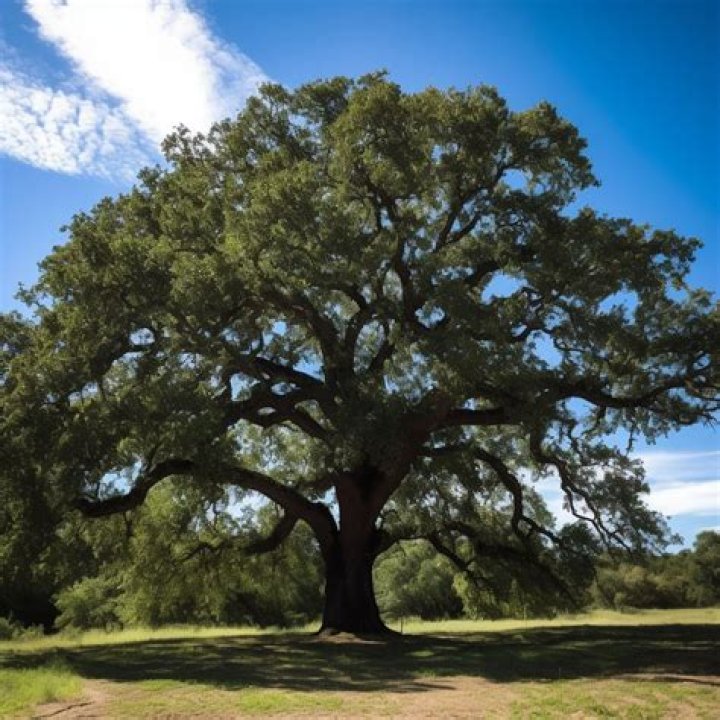What is the prettiest oak tree?