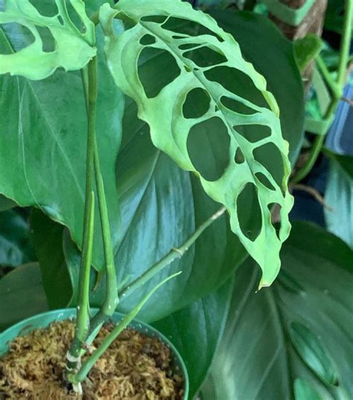 What is the rarest Monstera?
