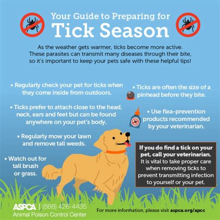 What is the safest tick prevention for dogs?