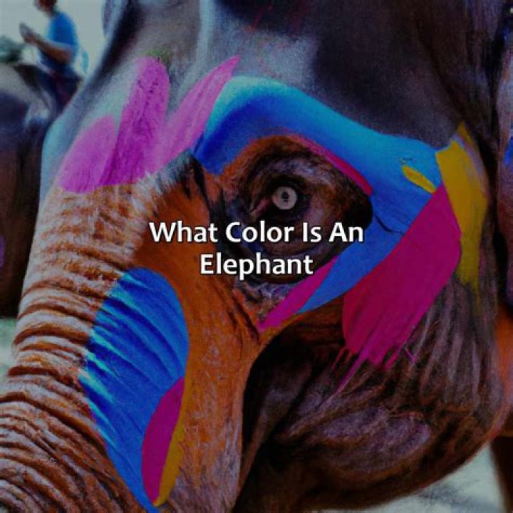 What is the true color of an elephant?
