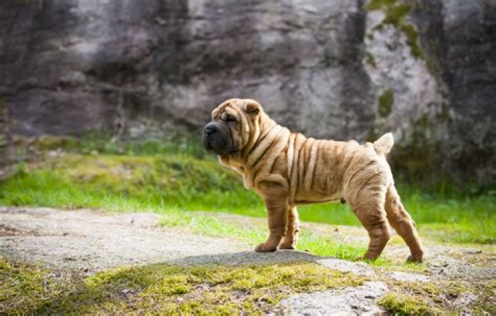 What is the Wrinkliest dog?