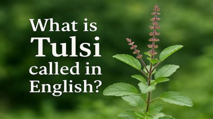 What is Tulsi in English called?