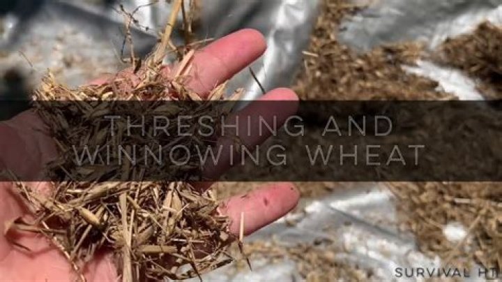 What is winnowing and threshing?
