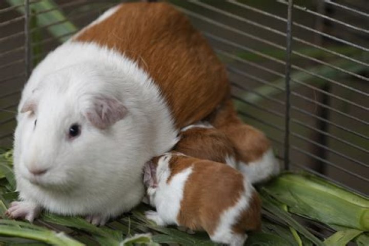 What kills a guinea pig?