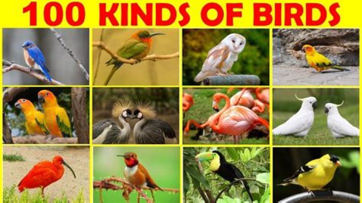 What kind of bird does Vicious have?