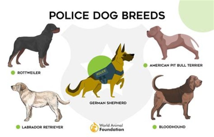 What language do police dogs learn?