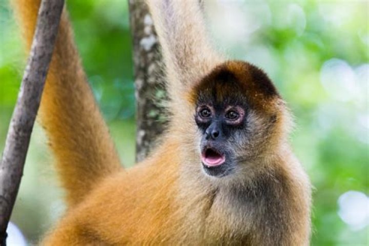 What monkeys live in Puerto Rico?