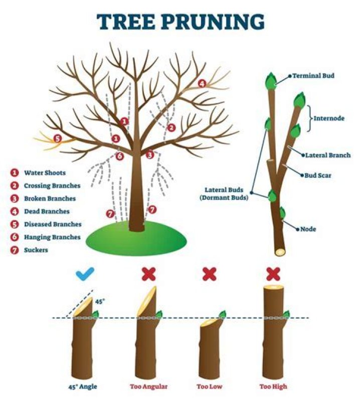 What months should you not trim trees?
