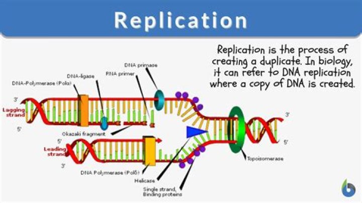 What must occur before replication can begin?