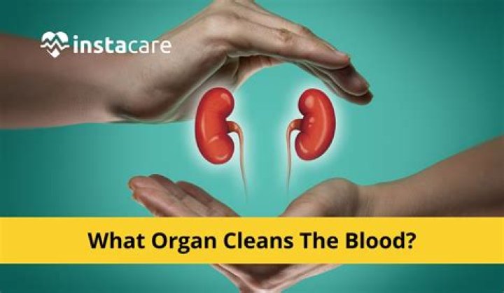 What organ is active at 5am?