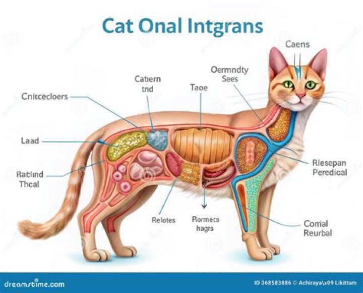 What organs do cats not eat?