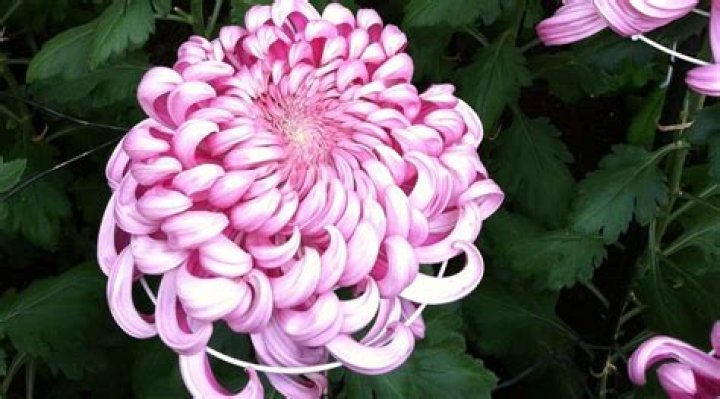 What part of chrysanthemum is poisonous?