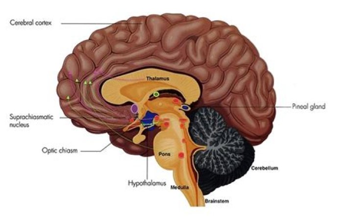 What part of the brain controls sleep and arousal?