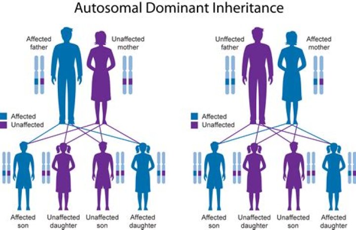 What physical traits are inherited from the father?