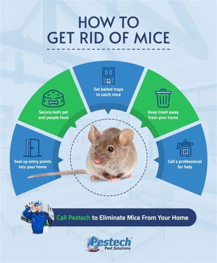 What really works to keep mice away?