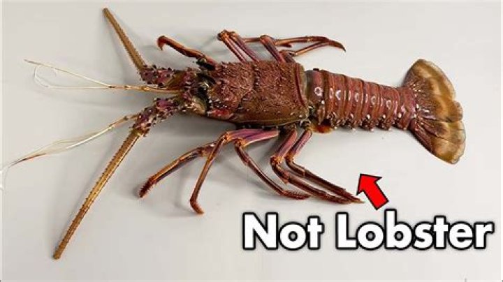 What should lobster taste like?