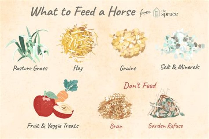 What should you never feed a horse?