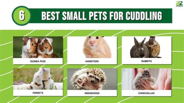 What small pets can you have in California?