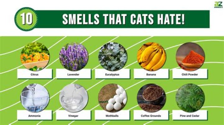 What smell is irresistible to cats?