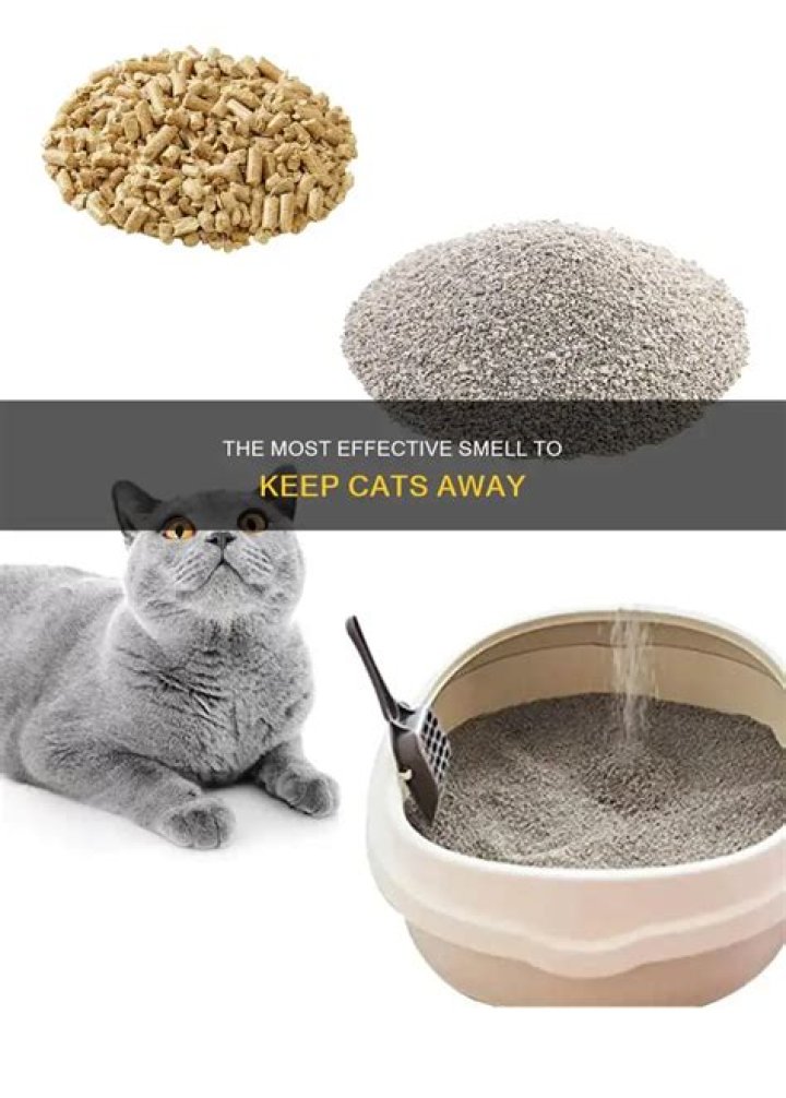 What smell will keep cats away?