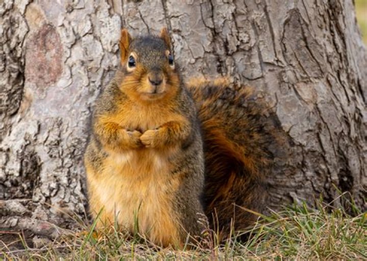 What smells are squirrels attracted to?