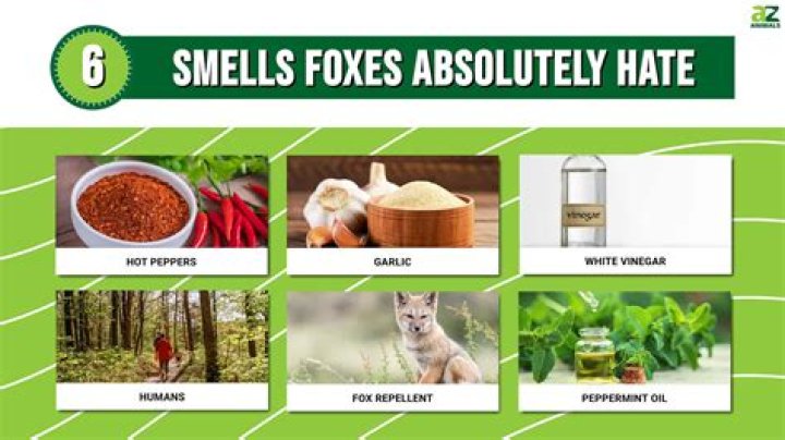 What smells keep foxes away?