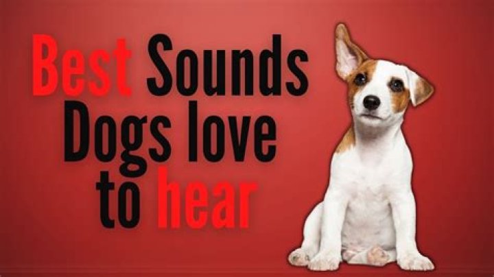 What sounds do dogs hear best?