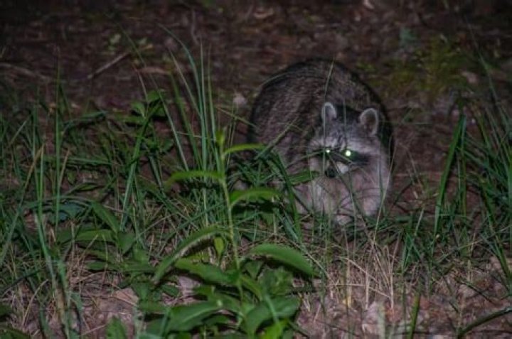 What time at night are racoons most active?