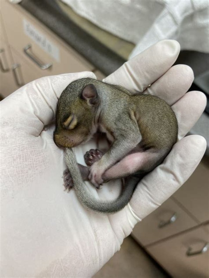 What time of year do baby squirrels leave the nest?