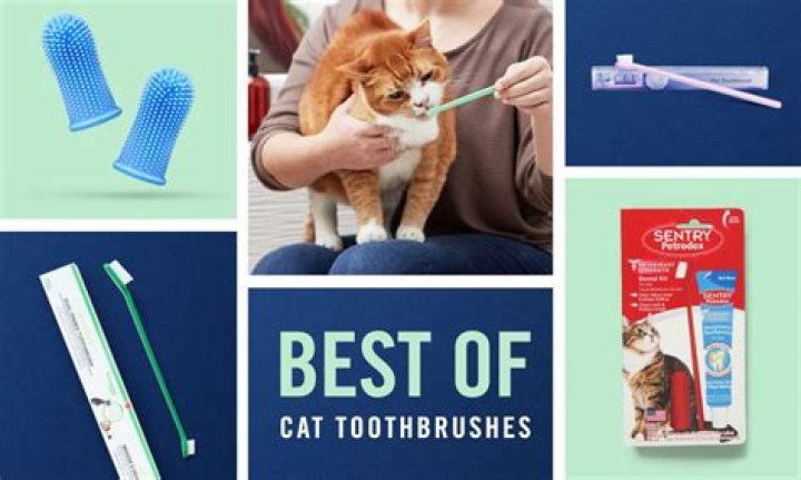 What to do if you cant brush your cats teeth?