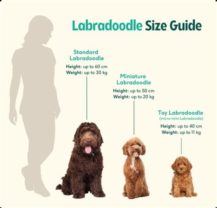 What to Know Before You Buy a Labradoodle?