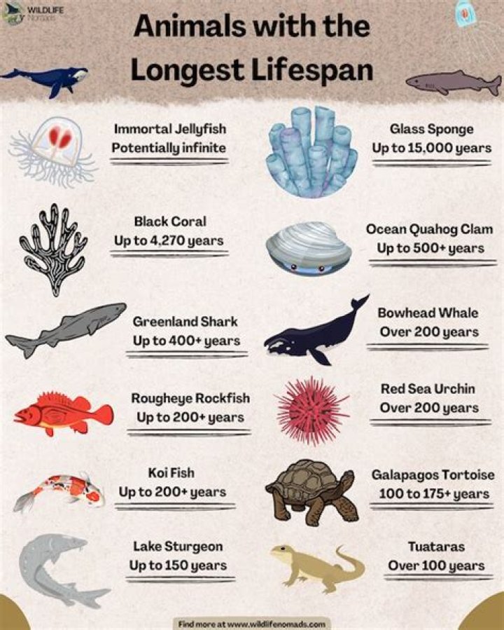 What tree has the longest lifespan?