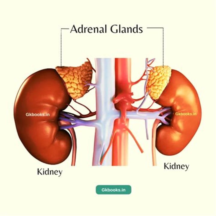 What type of doctor do you see for adrenal glands?