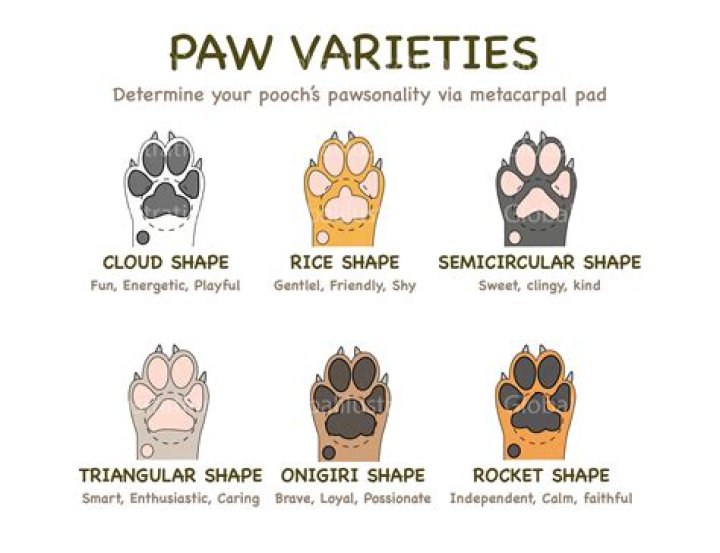 What type of dogs does paws use?