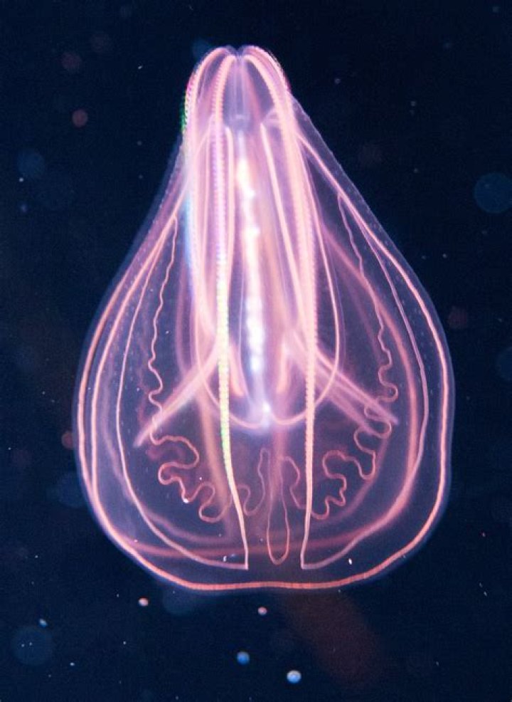 What was the second animal on Earth?
