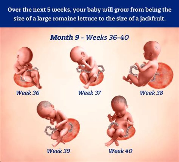 What week does 6 months start in pregnancy?