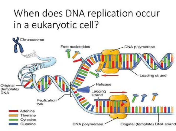 When and where does DNA replication happen?