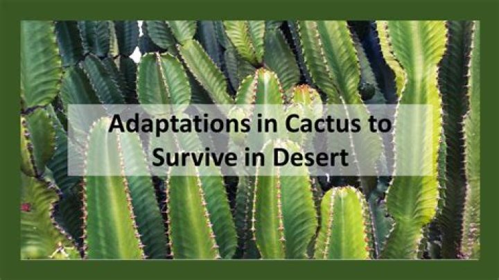 When did Cactus have his accident?