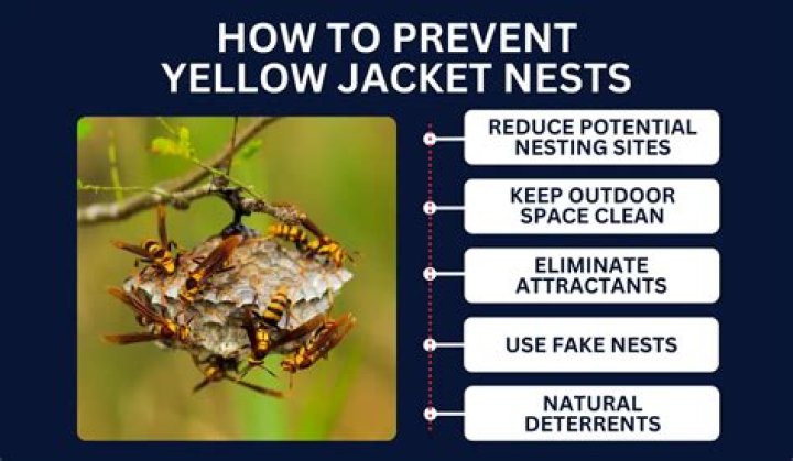 When should I spray a yellow jacket nest?